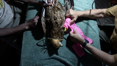 A bateleur eagle is dressed after a surgery to treat a broken wing at the Soysambu Raptor Centre, one of the Kenya Bird of Prey Trust's veterinary and rehab facilities. AFP