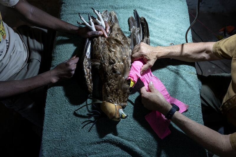 Simon Thomsett, the director of Soysambu Raptor Centre, is assisted in dressing a bateleur eagle that had a broken wing. All photos: AFP
