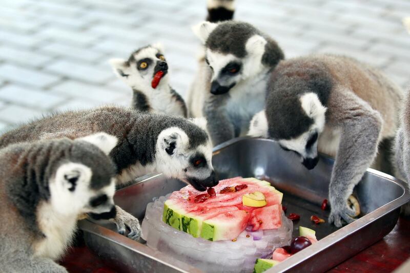 Ring-tailed lemurs enjoy a slice of watermelon on ice during the hot weather in a zoo in Changzhou, Jiangsu province, China. Reuters