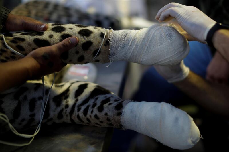 An adult male jaguar named Ousado receives treatment for burn injuries on his paws after a fire in Pantanal, at NGO Nex Institute in Corumba de Goias, Goias State. Reuters