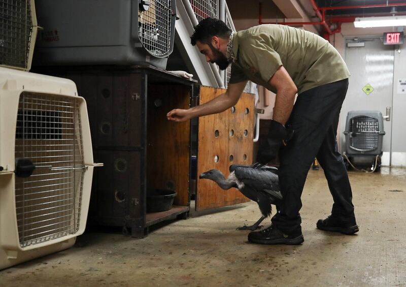 Zookeeper Ryan Martinez leads an Indian white-rumped vulture into a crate as animals are moved into a shelter at the Zoo Miami in preparation for Hurricane Irma. Al Diaz /Miami Herald via AP