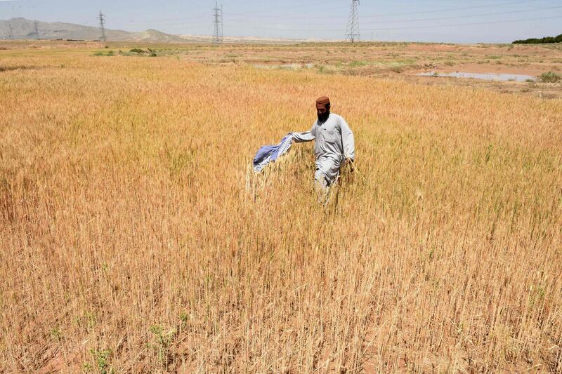 A farmer tries to chase away locusts in a field in Pishin district, Pakistan. AFP