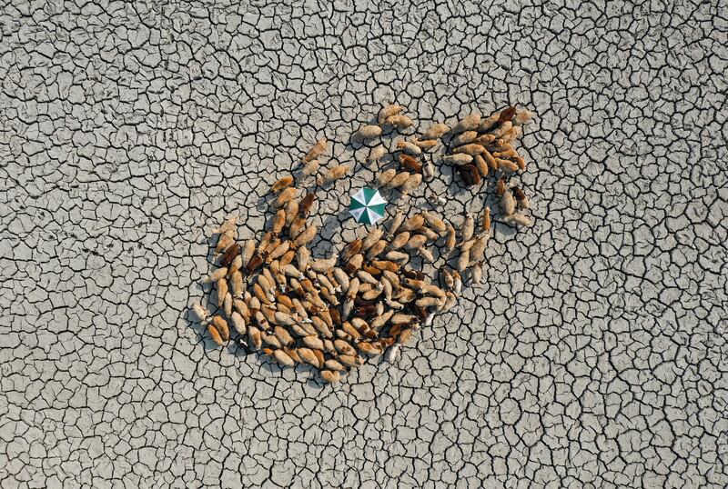 Winner of the Resilient Award is 'Survive for Alive', by Ashraful Islam, which features a flock of sheep searching for land upon which to graze but finding only dry, cracked soil in Bangladesh. Photo: Ashraful Islam / Environmental Photographer of the Year 2021