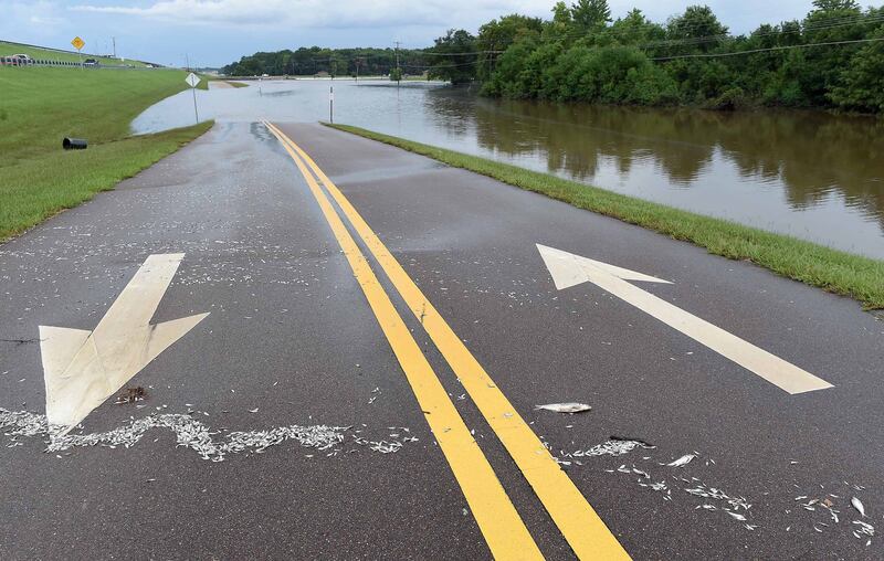 Dead fish litter a water-blocked access road to the Pearl River in Jackson, Mississippi. EPA