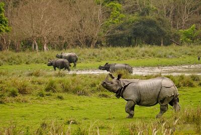 India’s greater one-horn rhino population is on the rise. Photo: Ramesh Gogoi