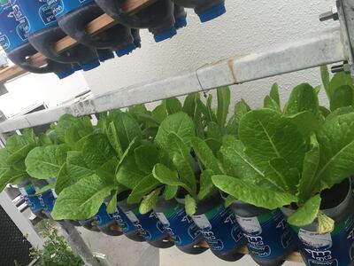 Lettuce grown in old milk bottles. Ranade says that you do not need to invest in expensive planters if you want to start growing at home. Courtesy Anu Ranade