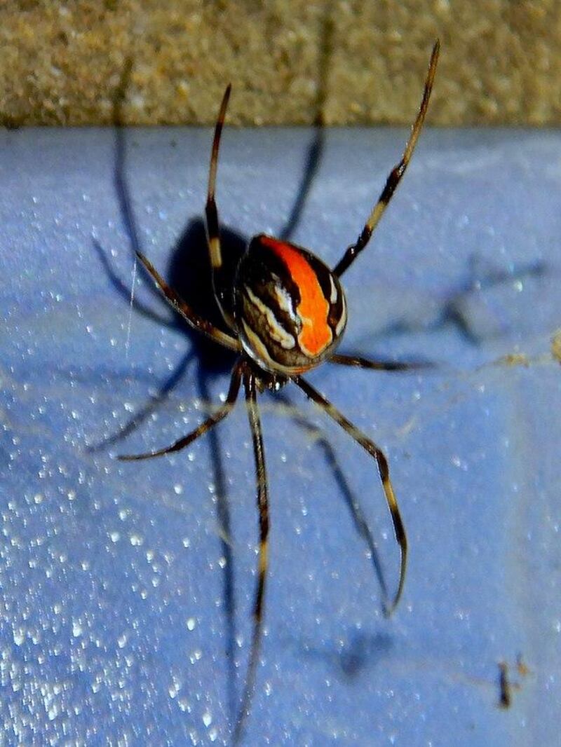 This image of a redback spider was taken by ecologist Adrian Hudson. Courtesy: Adrian Hudson