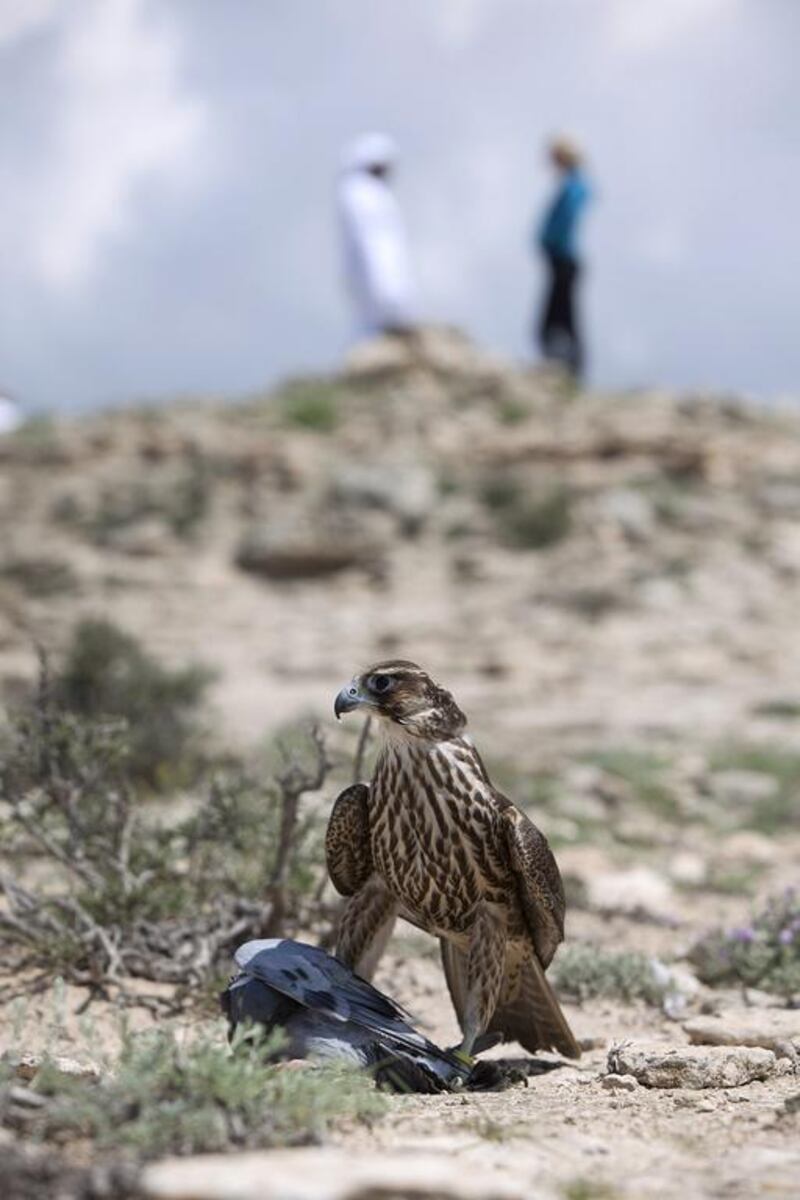 A first-year female falcon stands atop of her freshly-killed prey, a pigeon, shortly after she’s been released into the wild by falconers in Aktau, Kazakhstan. Silvia Razgova / The National
