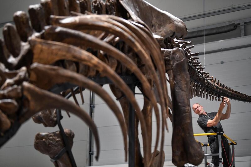 Fred Deurman from of Naturalis Biodiversity Center unpacks Trix the T Rex at Glasgows Kelvin Hall, the worlds only real touring Tyrannosaurus rex skeleton.  Getty