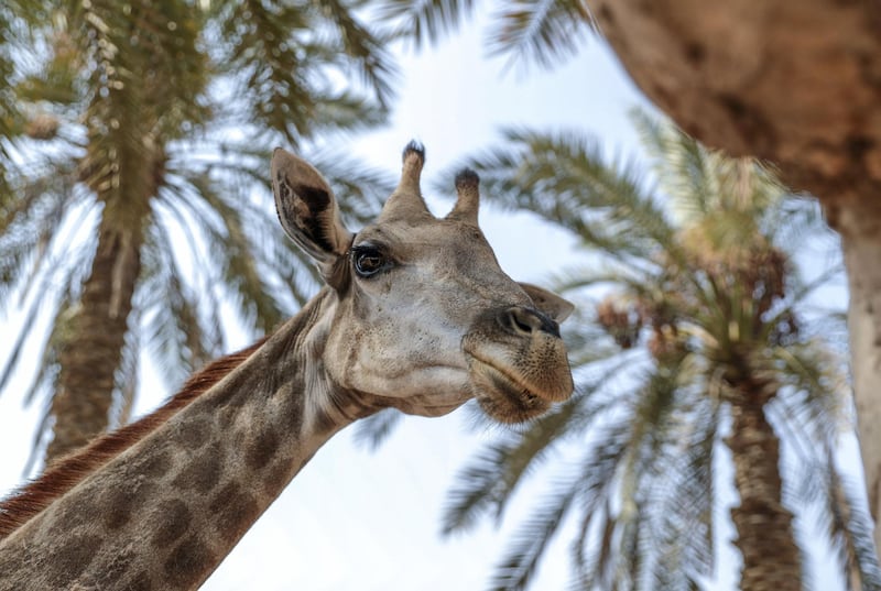 Abu Dhabi, United Arab Emirates, August 4, 2019.  Breakfast with giraffes at the Emirates Park Zoo. —  Amy the Giraffe.
 Victor Besa/The National
Section:  NA
Reporter:  Sophie Prideaux