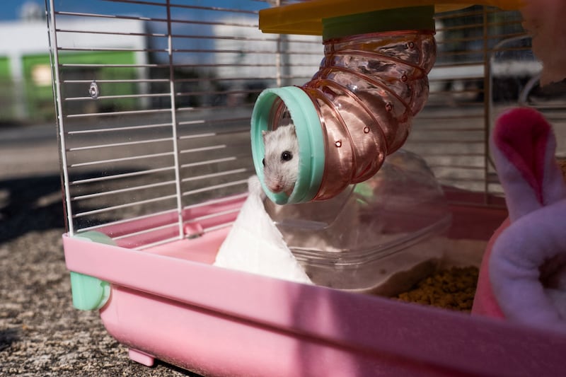 A hamster named 'Marshmallow' plays inside a cage before being dropped off at the New Territories South Animal Management Centre in the Shatin area of Hong Kong. Bertha Wang / AFP