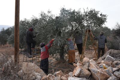 Palestinians harvest olives to the west of Tubas, a city in the northern West Bank. Rosie Scammell / The National