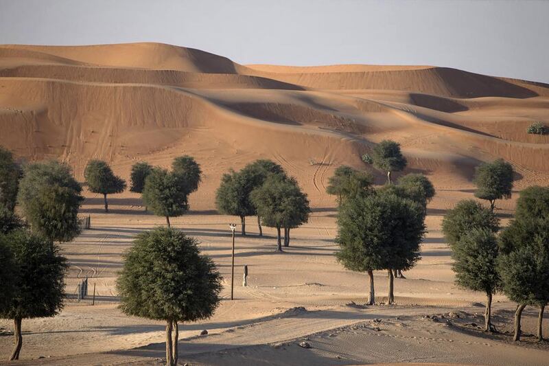 Native ghaf trees abound in Al Hayer forest (Wadi Maad), near the UAE-Oman border in Al Ain. Silvia Razgova / The National