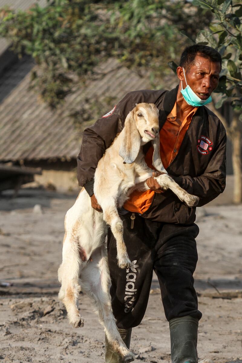 A villager rescues his livestock. The authorities have raised Mount Semeru's alert status to the highest level following its eruption early on Sunday. EPA 