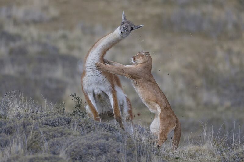 'Puma Hunting Guanaco', by Ingo Arndt, second place, Animals in their Environment.