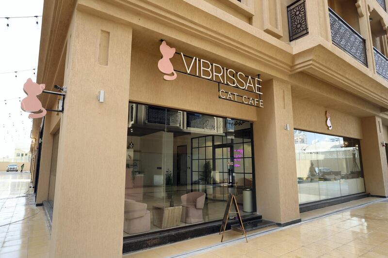 Dubai, United Arab Emirates - Reporter: Janice Rodrigues. Features. Vibrissae Cat Cafe has just opened in Al Safa, Dubai. Monday, March 8th, 2021. Dubai. Chris Whiteoak / The National