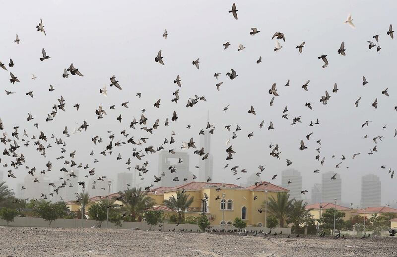 DUBAI, UNITED ARAB EMIRATES , May 25– 2020 :- Dusty and windy weather in Jumeirah Park area in Dubai.  (Pawan Singh / The National) For News/Online. 
