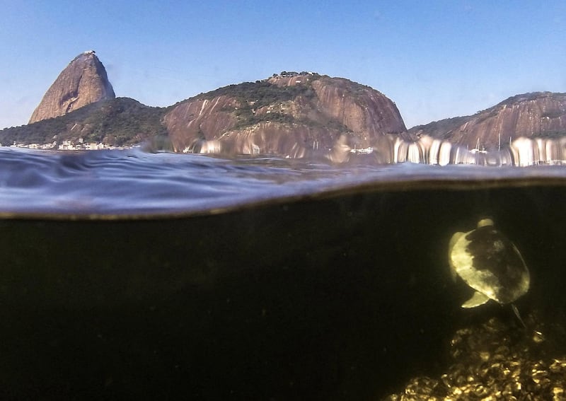 A turtle swims in the Guanabara Bay Rio de Janeiro, Brazil, 18 May 2020. EPA