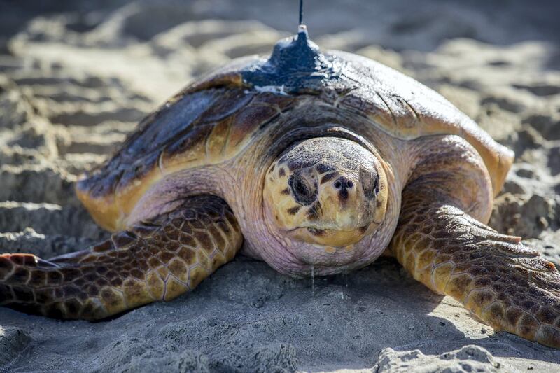 Dubai, United Arab Emirates - November 29th, 2017: PHOTO PROJECT. Turtles are released back into the wild by the Dubai turtle rehabilitation project. Wednesday, November 29th, 2017 at Al Naseem, Dubai. Chris Whiteoak / The National