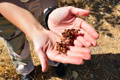 A volunteer holds a handful of sumac seeds