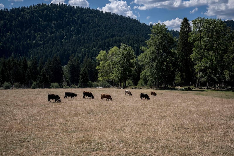 Cows graze in drought-stricken fields near Les Brenets, Switzerland. AFP