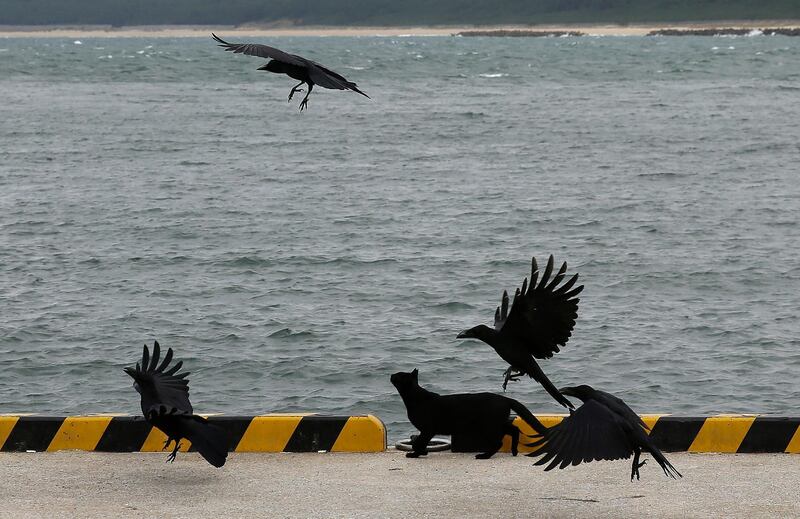 A cat looks at flying crows along the Shigu coast in Fukuoka, southern Japan. AP Photo