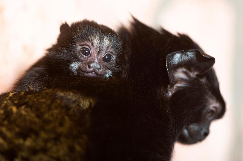 A two-week-old baby red-handed tamarin, (Saguinus midas), sticks to its mother in their enclosure in Nyiregyhaza Animal Park in Nyiregyhaza, Hungary.  EPA
