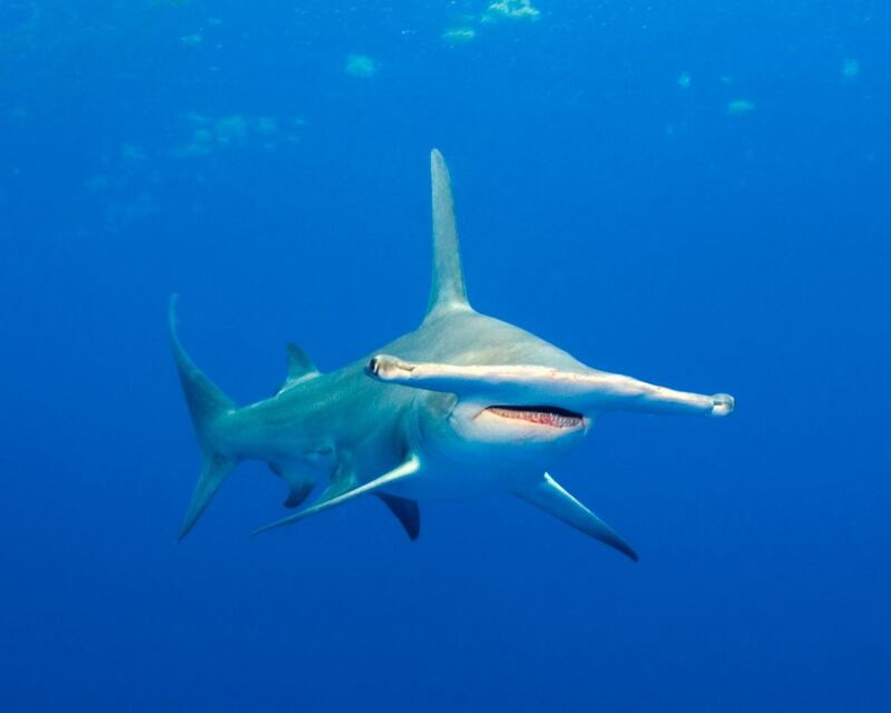 Original caption: Despite their large size (this shark is 12 feet in length), the great hammerhead (Sphyrna mokarran) is considered to be among the least dangerous sharks. Bahamas --- Image by © Norbert Wu/Science Faction/Corbis