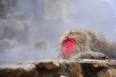 A snow monkey enjoys a dip in Yamanochi. Photo: Pratik Bisht /Unsplash