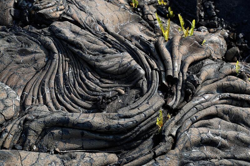 Some of the 1990 lava flow from Kilauea, one of the world's most active volcanoes, on Sunday, May 6, 2018, in Kalapana, a town south of the Leilani Estates subdivision, Hawaii. Marco Garcia / AP Photo