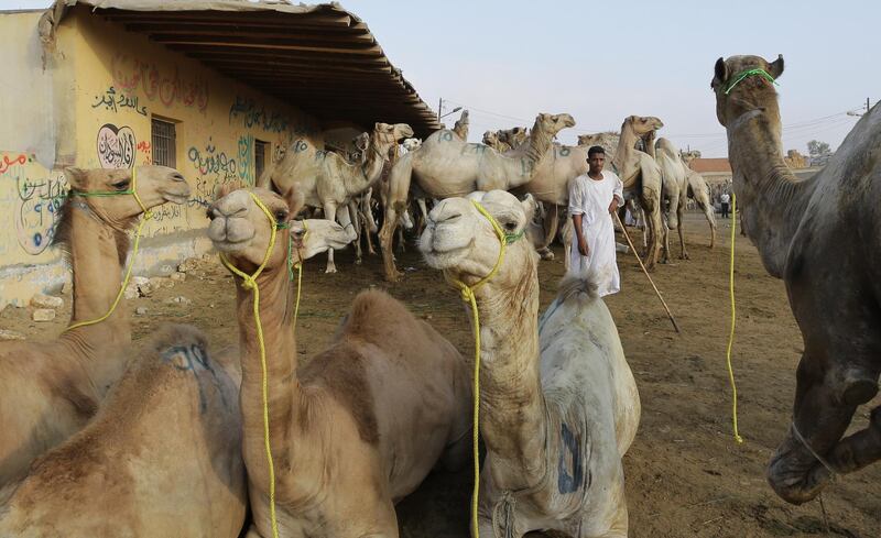 Camels sell for more depending on the animal's age and health.