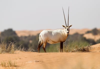 Dubai, Jan 18th, 2012 -- An Arabian oryx wanders the desert dunes. Biosphere Expeditions offers an environmental volunteer project  at the Dubai Desert Conservation Reserve where anyone can have a chance to work on conservation and research projects. Photo by: Sarah Dea/ The National