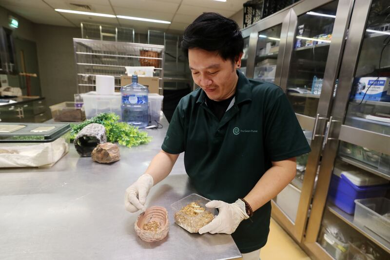 Biologist John Gil preparing mealworms for the plants' feeding time