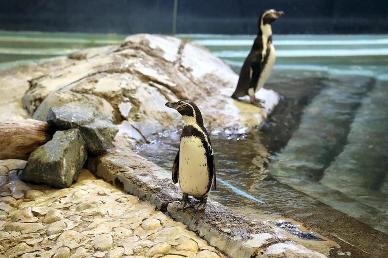 Al Ain, United Arab Emirates - March 08, 2020: Humboldt penguin. New artificial intelligence is being used on three species of animals at Al Ain Zoo to monitor their health etc and improve sharing on information globally on endangered species. Sunday, March 8th, 2017 at Al Ain Zoo, Al Ain. Chris Whiteoak / The National