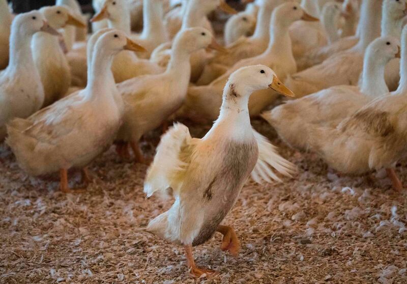 Hundreds of ducks are raised at Hudson Valley Duck Farm December 15, 2017 in Ferndale, New York. 

Business people, restauranteurs, the simply curious and even politicians visit the Hudson Valley Foie Gras farm in Ferndale, a two-hour drive into the Catskill Mountains from Manhattan, in their hundreds each year. For more than three decades, Izzy Yanay has fought to win acceptance for US foie gras, using his Catskills farm to charm skeptical chefs and counter animal rights campaigners trying to ban the controversial delicacy. / AFP PHOTO / DON EMMERT