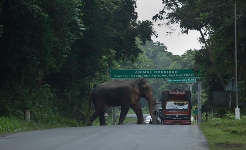 An elephant crosses a highway which passes through the flooded Kaziranga national park, looking for a higher ground, in Kaziranga, 250 kilometers (156 miles) east of Gauhati, India, Monday, July 10, 2017. Police are patrolling for poachers as rhinoceros, deer and buffalo move to higher ground to escape floods inundating an Indian preserve. Kaziranga National Park has the world's largest population of the one-horned rhinoceros and is home to many other wildlife. (AP Photo/ Anupam Nath)