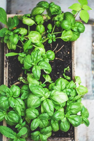 Plant fruit and vegetable seeds and watch them grow. Photo: Marcus Spiske / Unsplash
