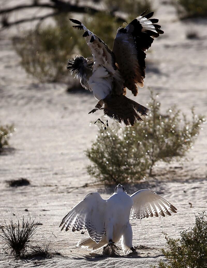 Falconry is a popular sport throughout the Middle East and the UAE has thousands of enthusiasts.