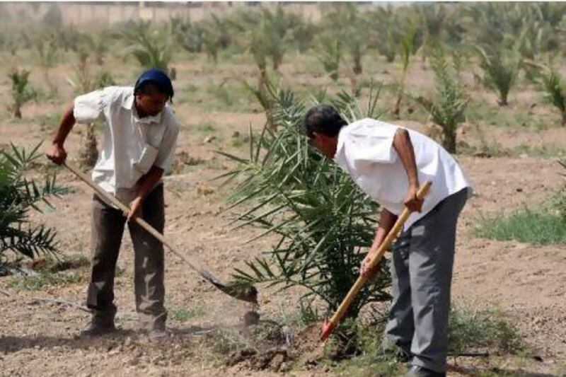 Farmers plant date palms on the outskirts of Baghdad. The number of date palms in Iraq dropped from 32 million about 50 years ago to 12 million as a result of decades of warfare. Ahmad Al Rubaye / AFP