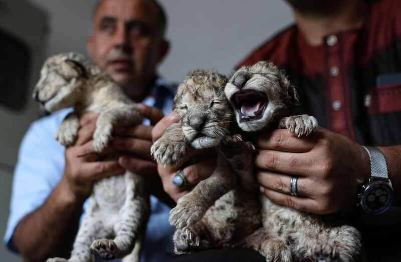 Employees present 3 newly born lion cubs at Nama zoo in Gaza City, on August 12, 2022.  (Photo by MOHAMMED ABED  /  AFP)