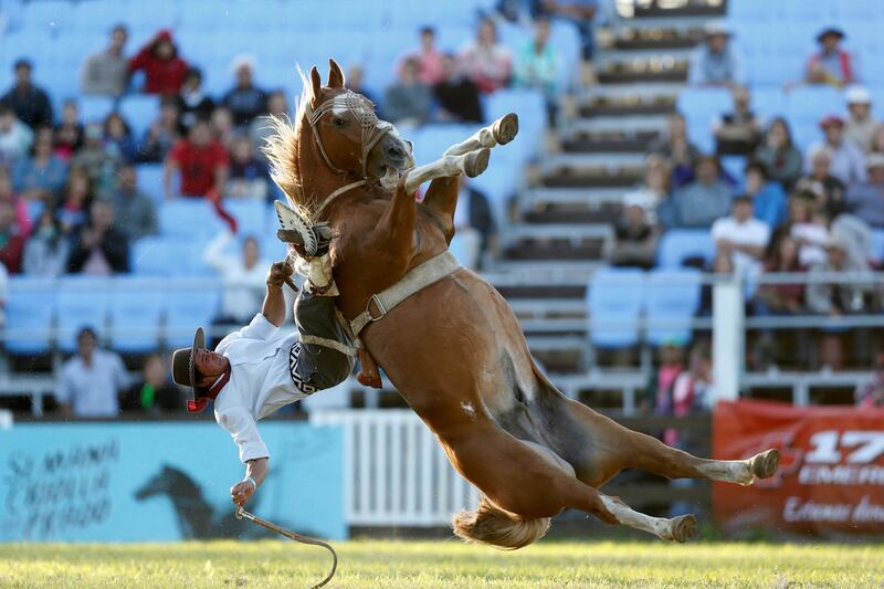 A gaucho rides an untamed horse during Creole week celebrations in Montevideo, Uruguay. Andres Stapff / Reuters