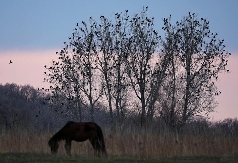 Cormorants perch on a tree as a horse grazes nearby, in Almaty region, Kazakhstan. Reuters