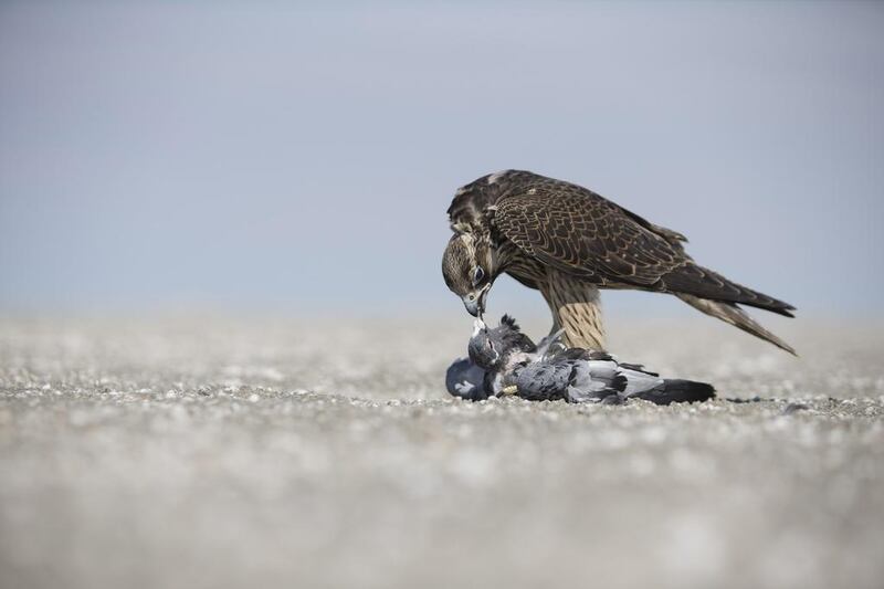 A female falcon feeds on a freshly-killed pigeon, shortly after she has been released into the wild.