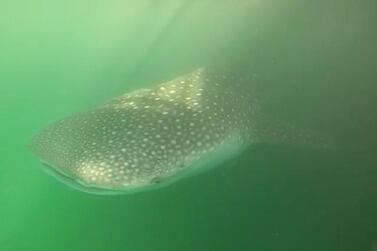 One of two whale sharks spotted in the waters off Al Raha Beach in Abu Dhabi. Courtesy: David Broadway