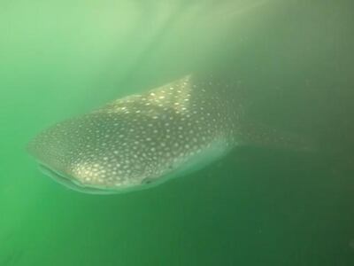 One of two whale sharks spotted in the waters off Al Raha Beach in Abu Dhabi. Courtesy: David Broadway