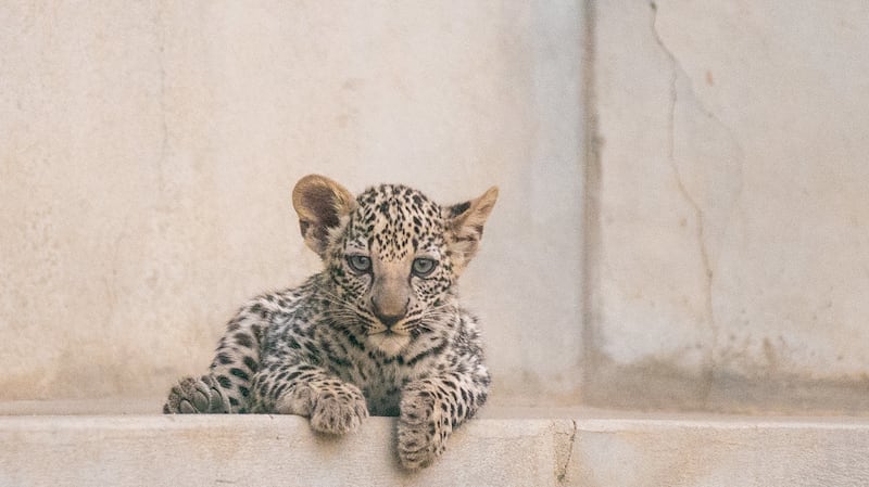 The cubs' birth is a major boost. It is estimated that there are fewer than 200 Arabian leopards left in the wild between Oman, Yemen and Saudi Arabia.