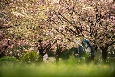 Blooming cherry trees at a farm of the Flower Association of Japan in Yuki, north-eastern Ibaraki prefecture. AFP