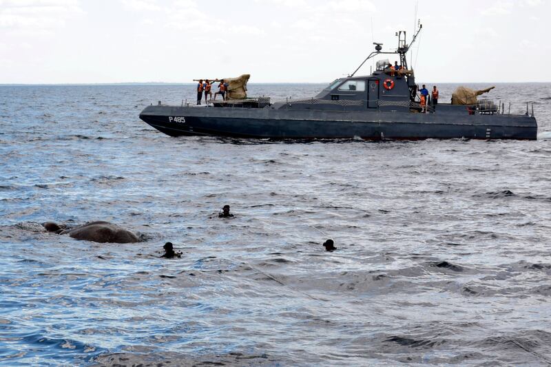 epa06083643 A handout photo made available by Sri Lanka Nave media unit shows Sri Lanka Navy divers trying to tie a rope around an elephant who had strayed away into the open sea and trying to stay afloat off the East coast of the Island, 12 July 2017. After being initially spotted by the crew of a fast attack craft of the East Naval Command about eight Nautical miles off the coast of kokkuthuduwai, Kokilai, the elephant was safely pulled ashore with the help of another fast attack craft and two Cedric boats and the close watch of Wildlife Personnel. Further action was taken over by the Wildlife Authority after being safely landed ashore.  EPA/SRI LANKA NAVY MEDIA UNIT HANDOUT  HANDOUT EDITORIAL USE ONLY/NO SALES