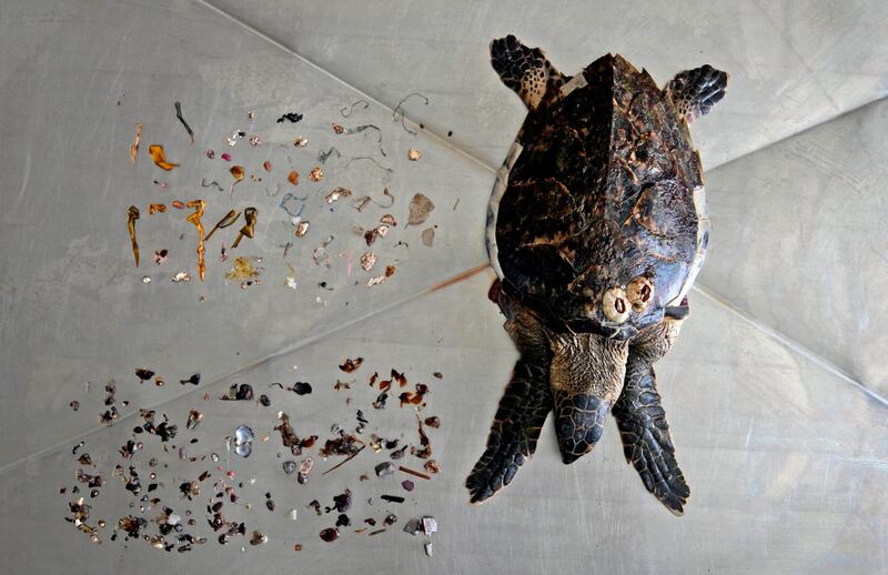 Plastic discovered in an autopsy on a dead turtle. The study documents the damage caused by a surge in discarded plastic and other debris in the world's seas.