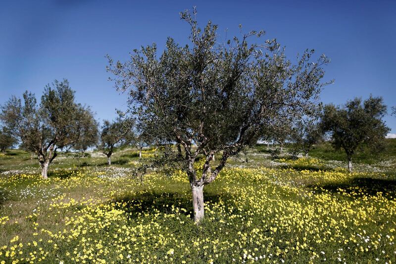 Greek police have arrested seven over a fake olive oil scam. AP Photo/Petros Giannakouris